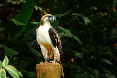 Close-up of bird perching outdoors