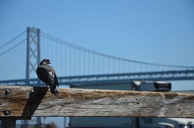 Bird perching on suspension bridge against sky