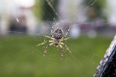 Close-up of spider on web