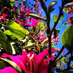 Close-up of pink flowers