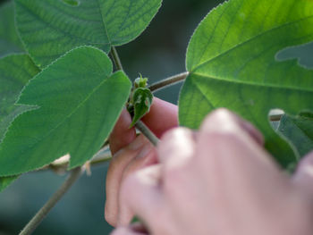 Close-up of insect on hand