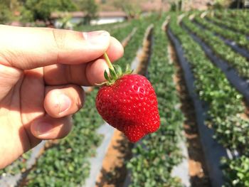 Cropped image of hand holding strawberry