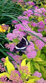 Close-up of pink flowers
