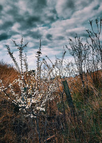 Bare trees on landscape against sky