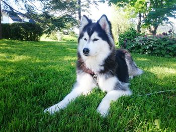 Portrait of dog on field against sky