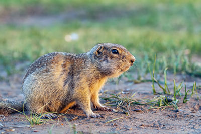 animal