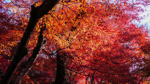 Low angle view of trees during autumn