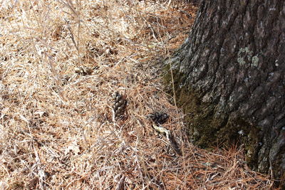 Close-up of lizard on tree