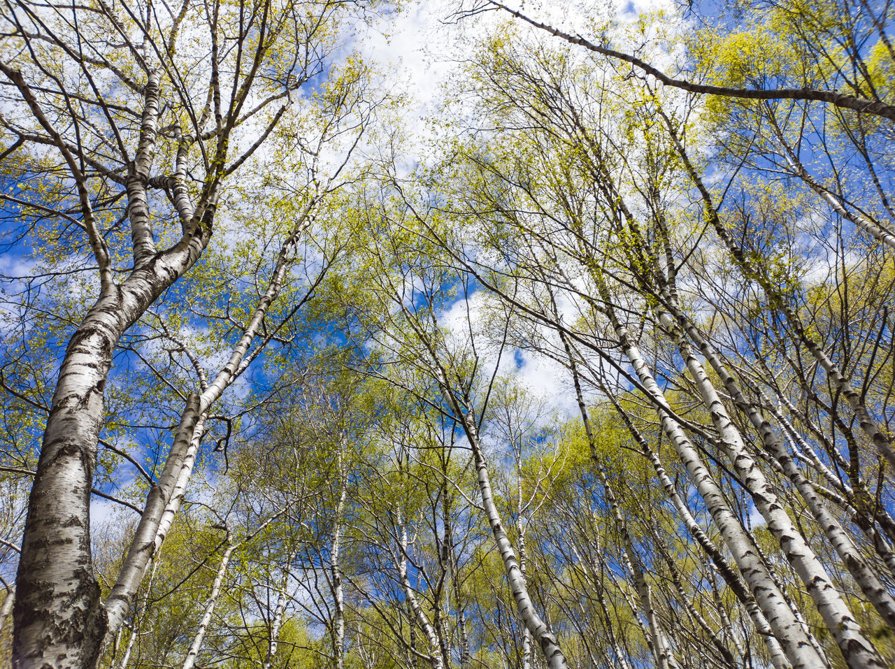 LOW ANGLE VIEW OF TREE AGAINST SKY