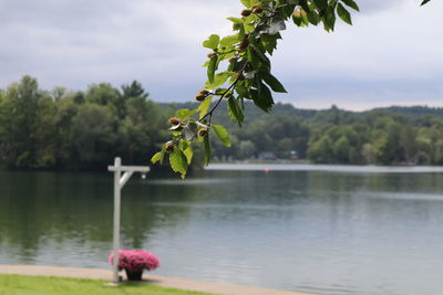 Plant by lake against sky