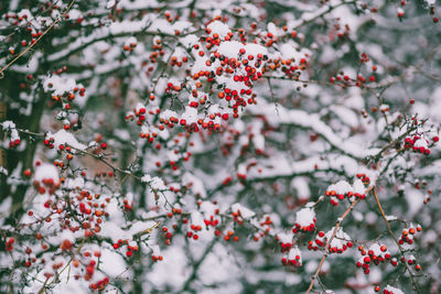 Close-up of berries growing on tree