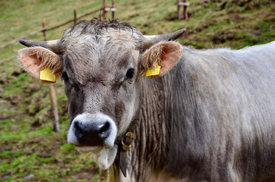 Portrait of cow at field
