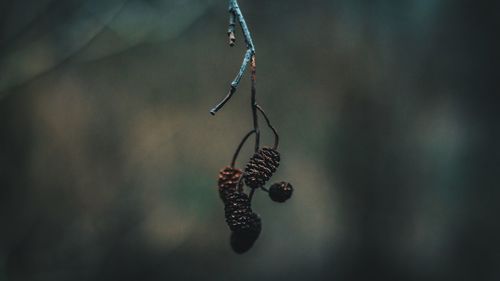 Close-up of insect hanging