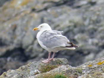 Close-up of seagull perching on rock