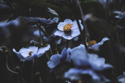 Close-up of purple flowering plant