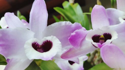 Close-up of pink flowers blooming outdoors