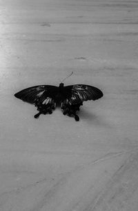 High angle view of butterfly flying