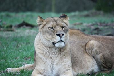 Cat relaxing on a land