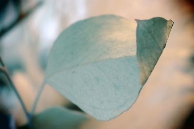 Close-up of dry leaf on land