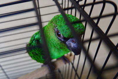 Close-up of parrot perching in cage