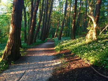 Footpath amidst trees in forest