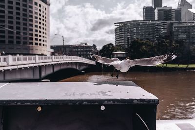 Close-up of seagull flying over river in city