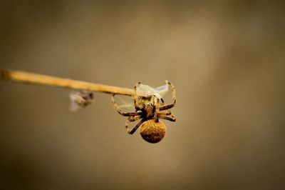 Close-up of spider