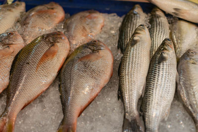 Close-up of fish for sale in market