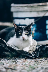 Portrait of cat relaxing outdoors