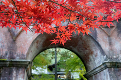 Maple tree against orange sky