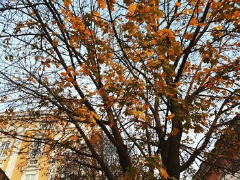 Low angle view of tree against sky