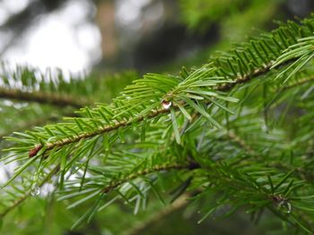 Close-up of green leaves on tree