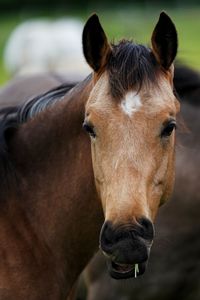 Close-up portrait of a horse in ranch