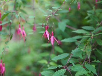 Close-up of pink flowering plant