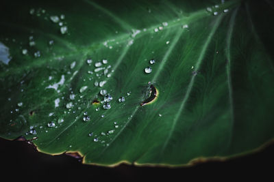 Tropical leaves, blue-green leaves, natural leaves