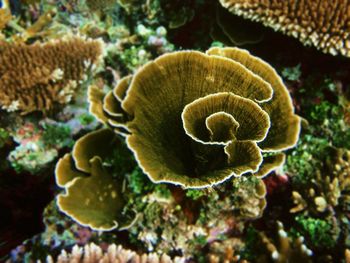 Close-up of corals in sea