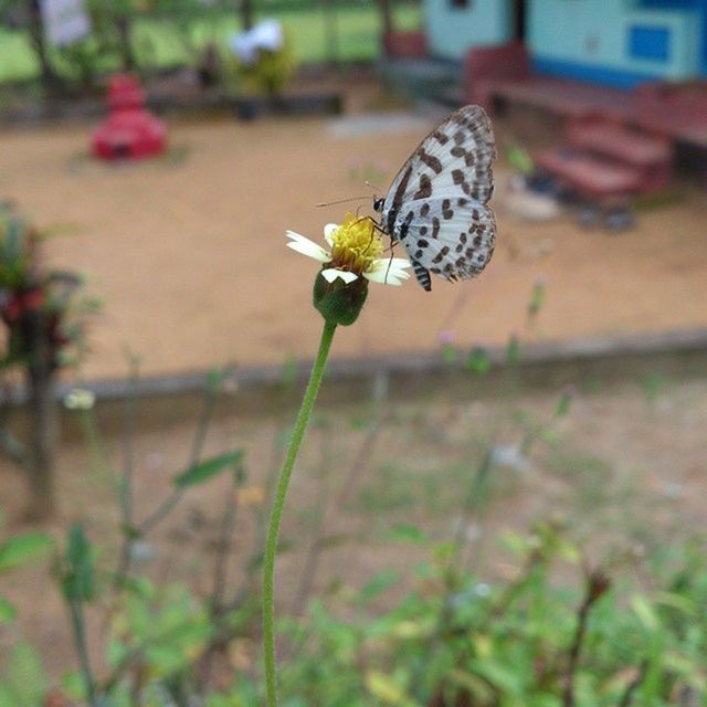 SpottedButterfly