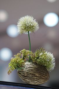 Close-up of flowering plant in basket