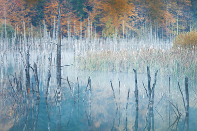 Scenic view of lake in forest during winter