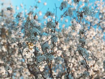 Close-up of cherry blossom