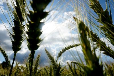 Close-up of stalks in field against sky