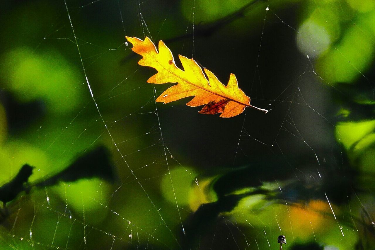 CLOSE-UP OF SPIDER ON WEB IN AUTUMN