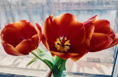 Close-up of orange flowers in vase