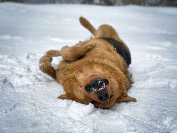 German shepherd dog lying down on its back in the snow