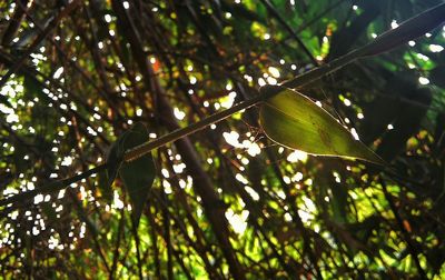 Low angle view of trees