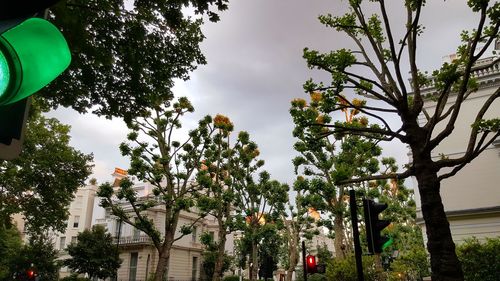 Trees against sky in city