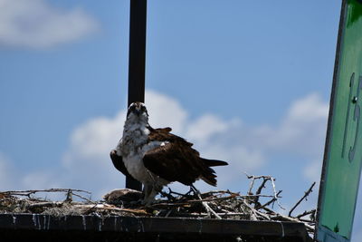 Low angle view of bird perching on metal against sky