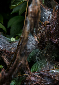 Close-up of wet leaves on tree trunk