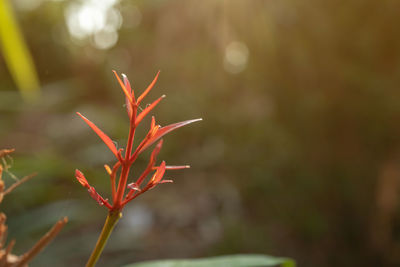 Close-up of red flowering plant