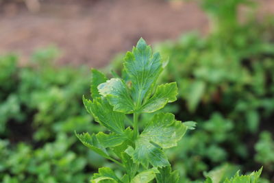 Close-up of fresh green plant